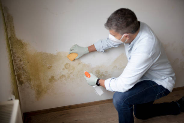 Environmental Consulting for Mold Prevention in Woodstock, AL