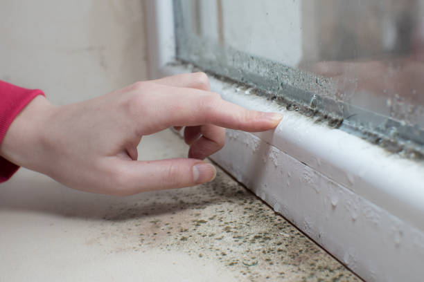 Best Black Mold Removal  in Woodstock, AL