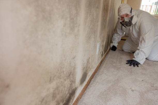 Mold Odor Removal Services in Woodstock, AL